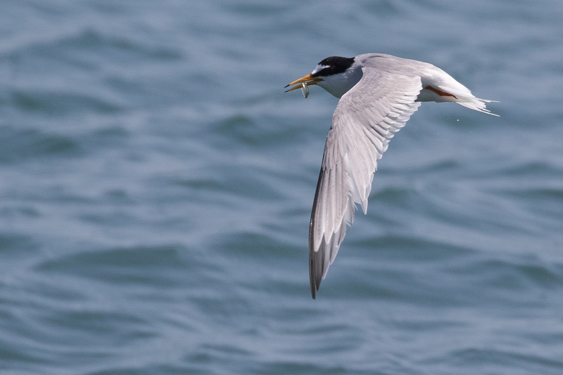 Image of Little Tern