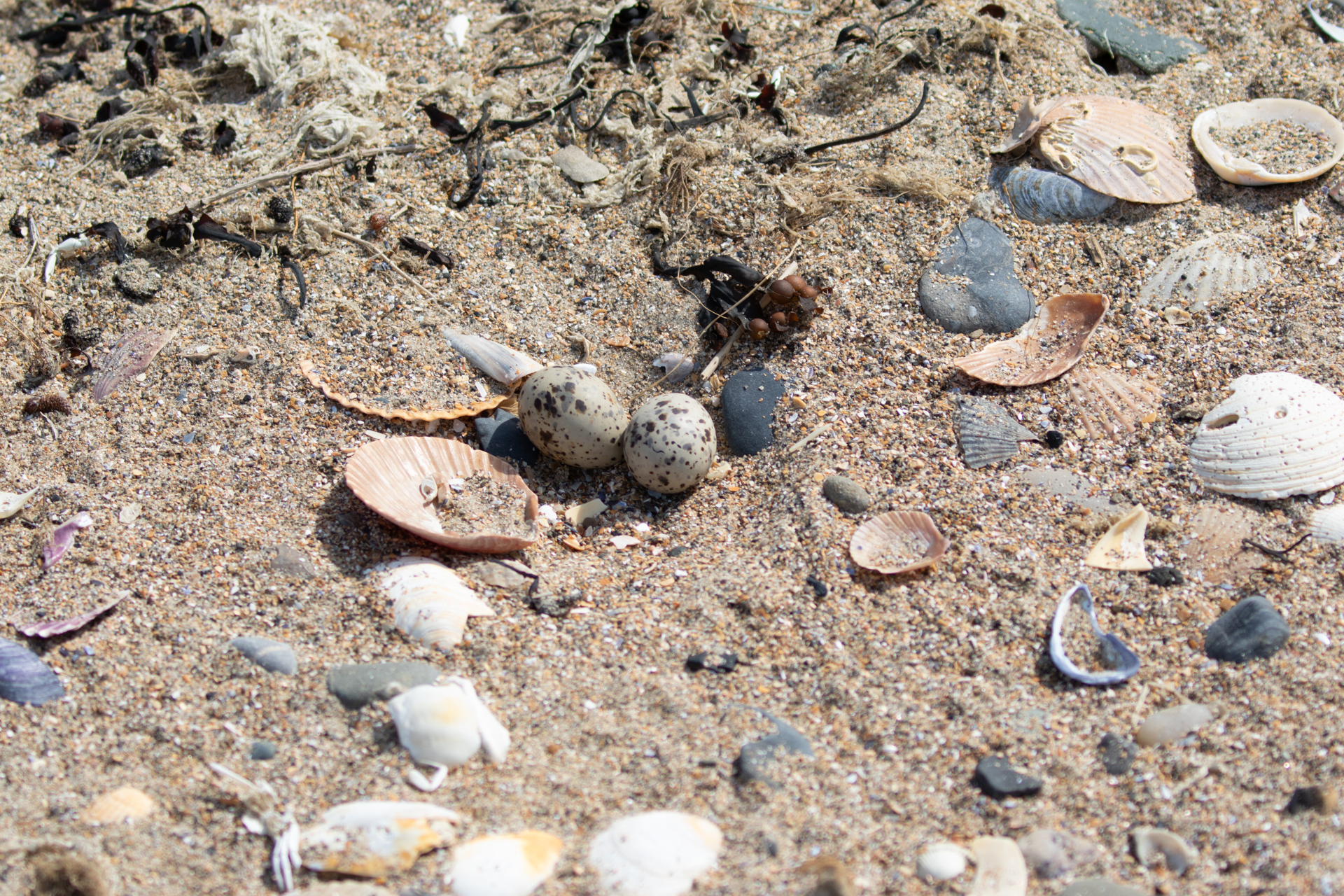 Image of Little Tern