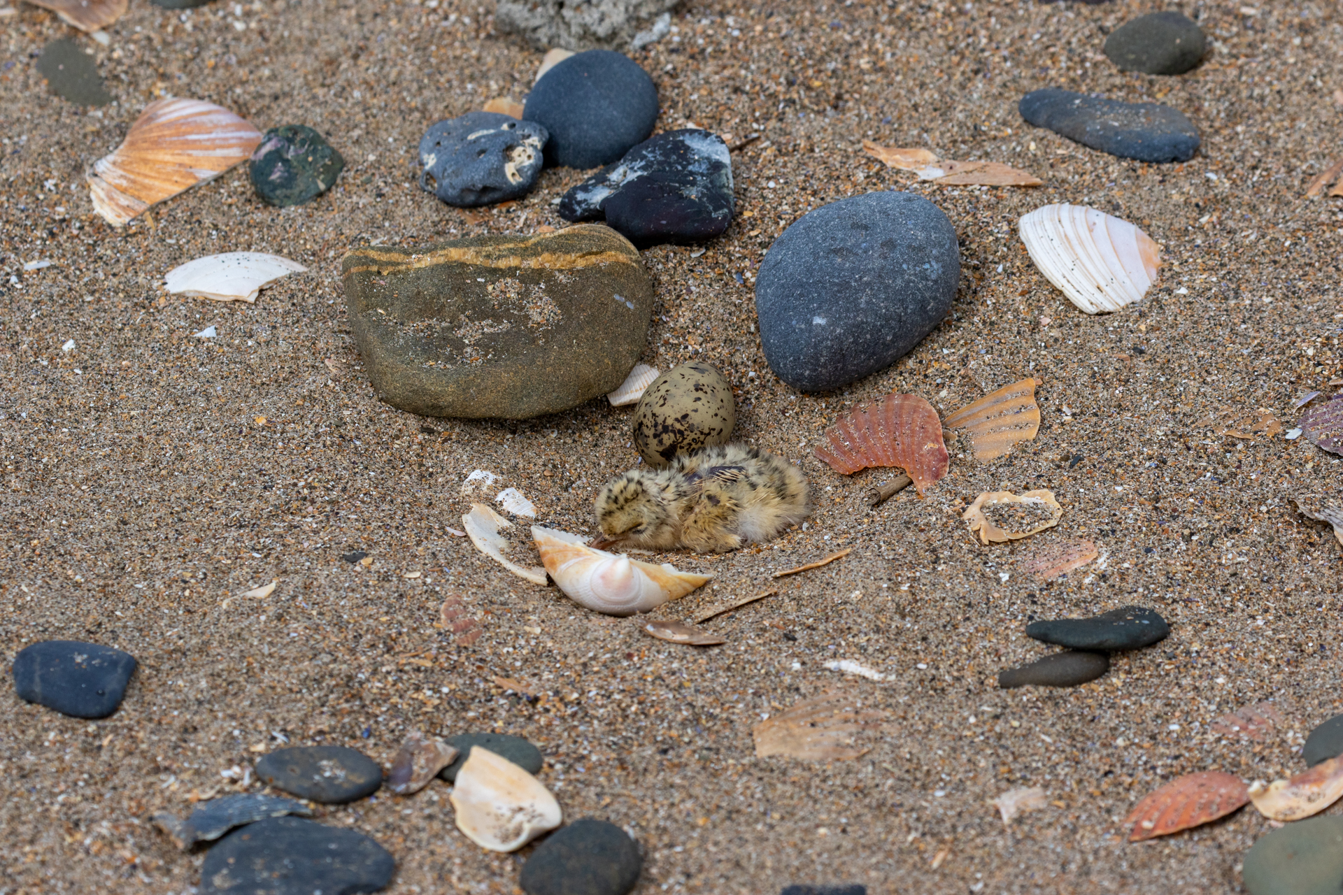 Image of Little Tern