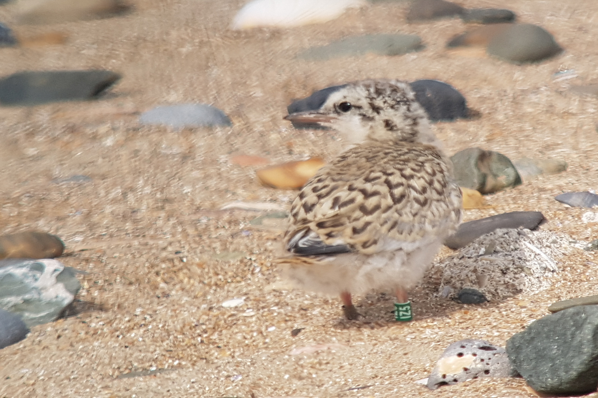 Image of Little Tern