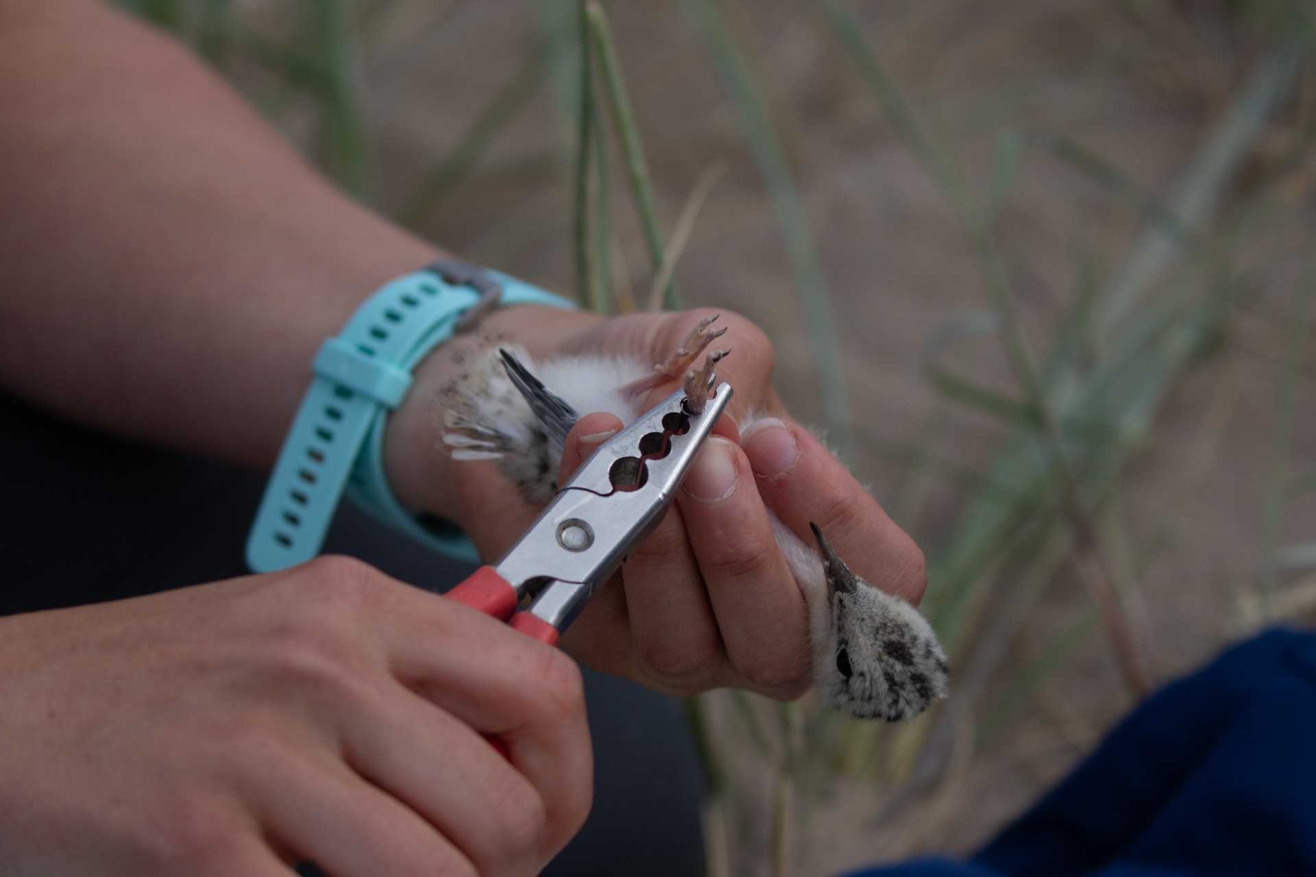 Image of Little Tern