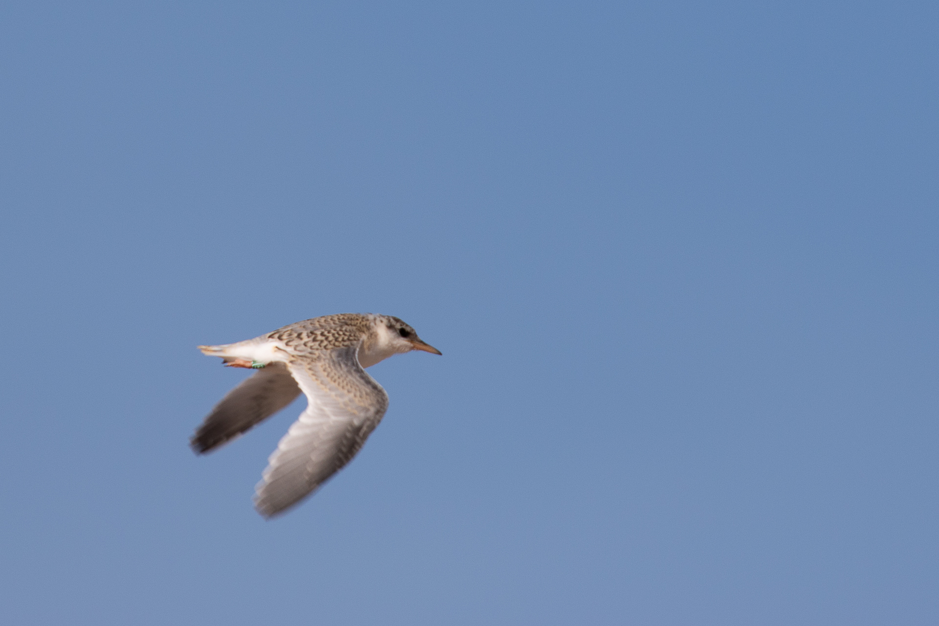 Image of Little Tern